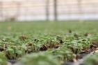 savory seedlings